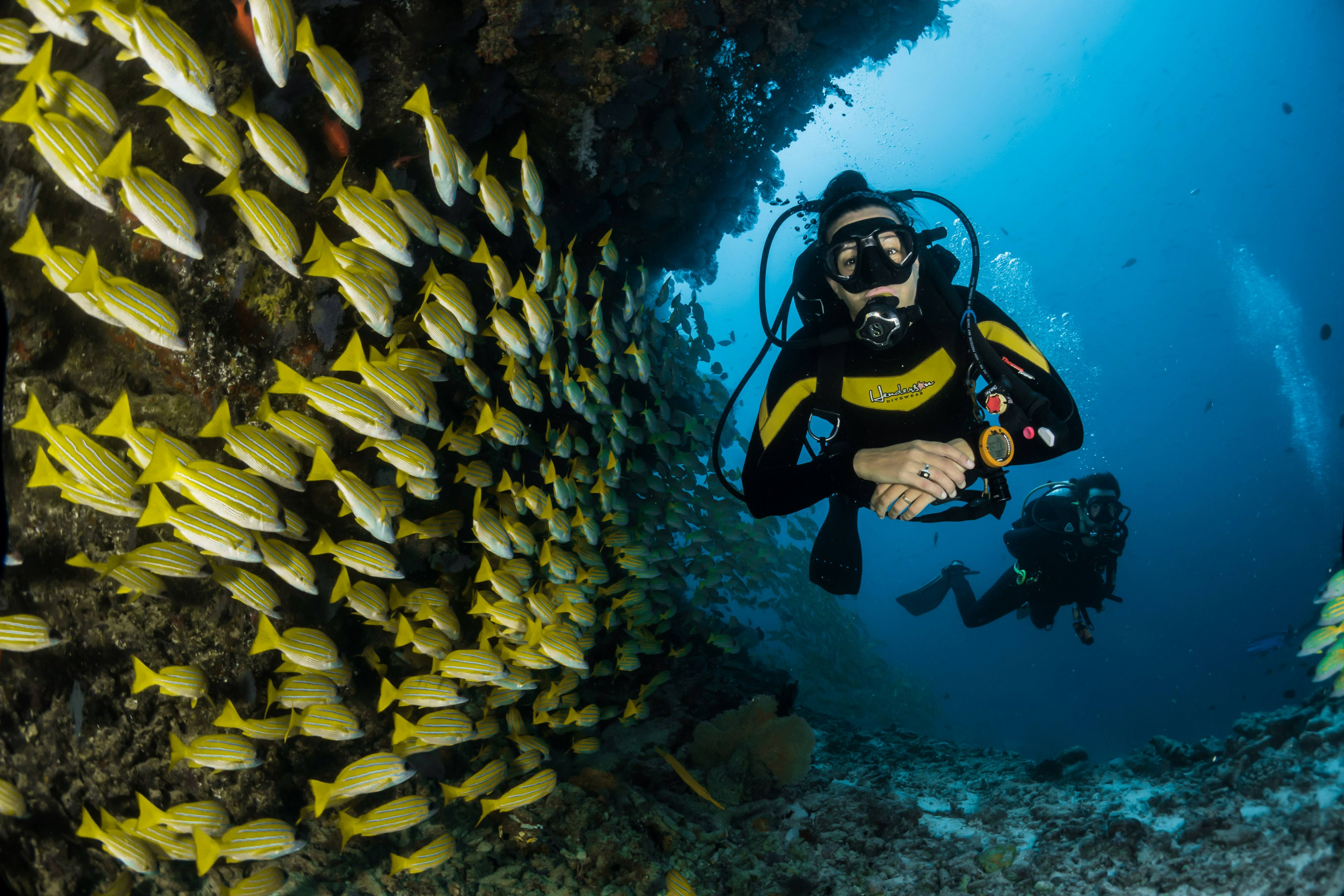 Two divers swimming alongside a dense school of yellow snapper